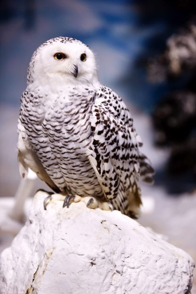 Polaris Light Beings & Arctic Elementals Image