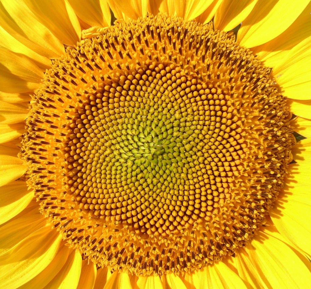 Sunfower Sacred Geometry Image