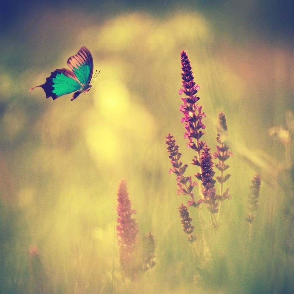 Spirit Guides & Spirit Signs
