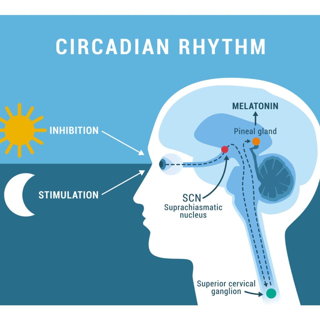 pineal gland sunlight image