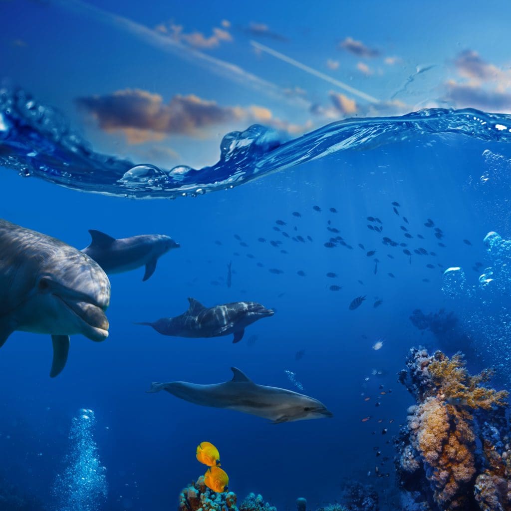 dolphin diamond light image